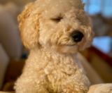 Poochon Puppies For Sale Seaside Pups